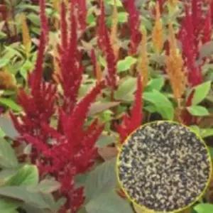 아마란스 식물 슈퍼 곡물 나물 씨앗 품종 종자 4000립 WA3F8D3