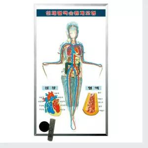 과학실 혈액순환 이동 확인 혈액순환계 인체 모형 관찰실험 두뇌개발 만들기과확 세특