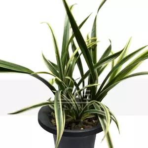 천금 동양란 복륜 중투 무늬난 식물키우기 난초 식물키우기 인테리어