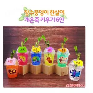 6인용 초등방과후학교 식목일행사 개운죽키우기 식물키트 식물성장일지