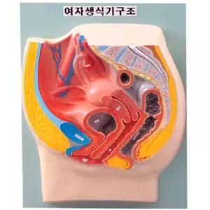 학교 임신 성교육 여자 생식기 구조단면 특활활동 선생님 학습용