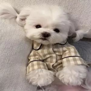 체크 롤업 파자마 잠옷 강아지옷 티셔츠 생활 반려동물 패션용품 후드