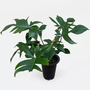 플로리다 뷰티 중대형 관엽식물 실내공기정화 인테리어 대형 식물 모종