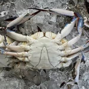 국내산 서해 냉동 숫꽃게 2kg(9-12미내외)