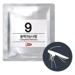 페스트세븐 동백가는나방 퇴치 유인제 트랩