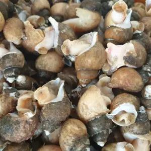 자연산 흑골뱅이 1KG  X 4개 자숙 살 무침