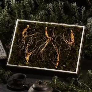 [NS홈쇼핑][자연삼가] 강원도 토종 산양산삼 선물세트 5-6년근 (4뿌리)..[35682786]