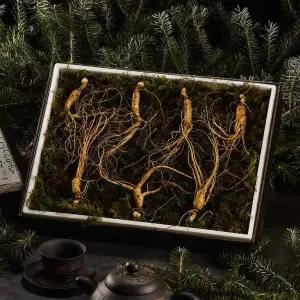 [NS홈쇼핑][자연삼가] 강원도 토종 산양산삼 선물세트 5-6년근 (7뿌리)..[35682788]