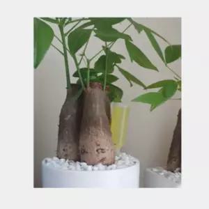 식물영양제 35mlx15P 밑거름 난초 화초 관엽식물 분재 인쇄