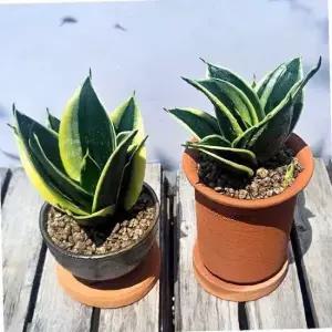 이삭 토기 자기에 산세베리아(슈퍼바) - 공기정화