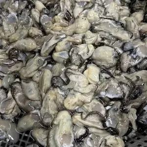 [식탁이야기]바다담은 햇 생굴 1kg