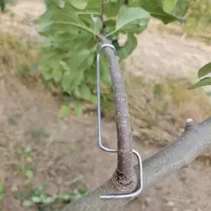 사과나무 고정기 가지유인기 부품 유인추 지지대 과수 배 개선 분재 원예