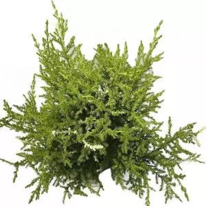 베하몰 실내 화초 눈꽃 율마 외목대 토피어리 약43cm식물장식 공기정화 식용 인테리어 인테리어용 원예