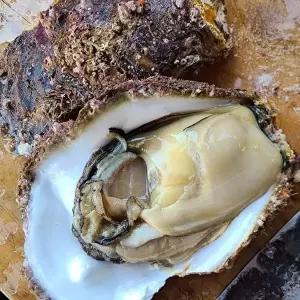 [셀러허브 식품]자연산 통영 바위 굴 1kg 1-3미 자연산바위굴 자연산굴 통영 돌굴 자연산석화 통영굴 석굴