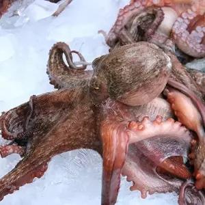 [셀러허브 식품]통영 돌 문어 3kg 3-12미 활 돌문어 통영문어 활문어 생문어 생물돌문어 생물문어 통문어