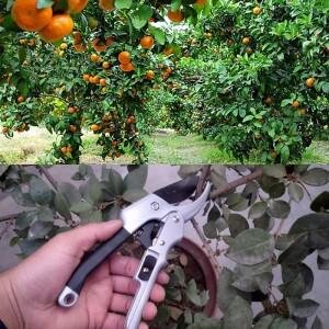 Garden Pruning Shear Tools Carbon Steel Bonsai Pruners Tree Flower Labor-saving Fruit Branch Scisso