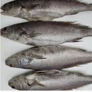고급 반건조 민어 선물세트 5미 명절 제사 생선 수산물