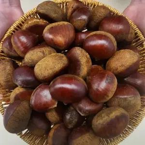 (특품 굿뜨레인증) 부여 밤 1kg 중