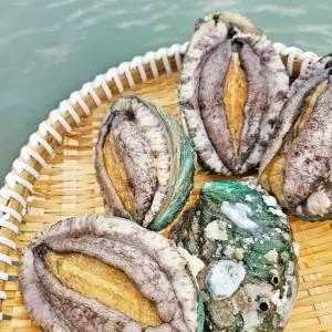 국내산 완도 전복 1kg 중 13-15미