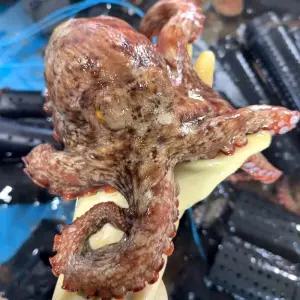 자연산 돌문어 5kg 당일조업 남해안 산지직송 싱싱한 문어