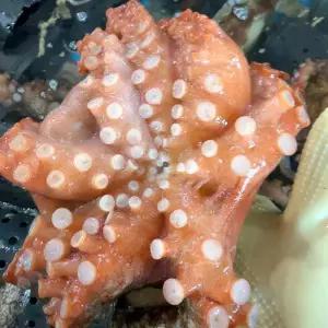 자연산 돌문어 1kg 당일조업 남해안 산지직송 싱싱한 문어