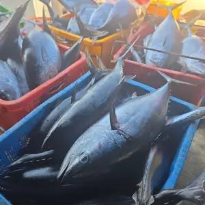 국내산 생물 통 참다랑어 2.5~3.5kg급