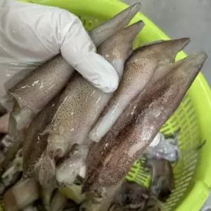 명절 설날 소분 포장 냉동 총알 한치 2kg 술안주 반찬 한치숙회 봉봉샵