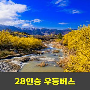 광양 매화축제 구례 산수유꽃 축제 하루만에 정복