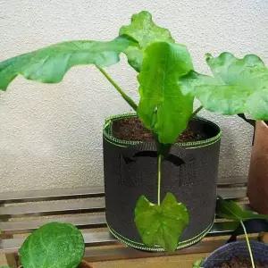 부직포 화분 텃밭 베란다 모종 화분2p 대형부직포화분 식물파우치