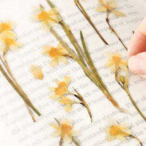 감성 인쇄 압화 스티커 수선화 7P 다꾸 폰꾸 꾸미기