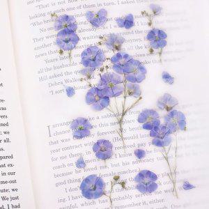 감성 인쇄 압화 스티커 아마꽃 7P 다꾸 폰꾸 꾸미기