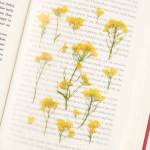 감성 인쇄 압화 스티커 유채꽃 7P 다꾸 폰꾸 꾸미기