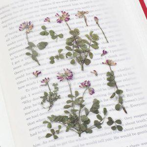 감성 인쇄 압화 스티커 자운영 7P 다꾸 폰꾸 꾸미기