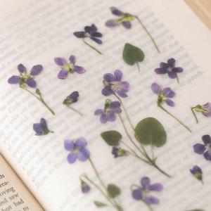 감성 인쇄 압화 스티커 제비꽃 7P 다꾸 폰꾸 꾸미기