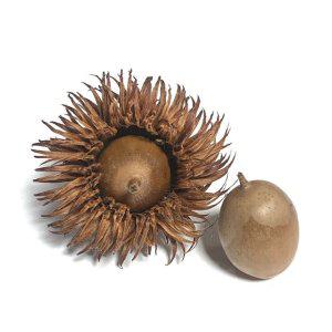 숲체험 장식 떡갈나무 자연물 열매 가을 미술재