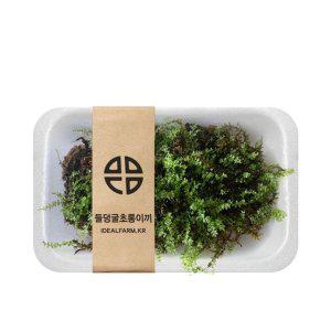 생이끼 자연생태관찰 테라리움 음지생물 공기정화