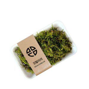 비바리움 음지생물 반려식물 팔루다리움 공기정화