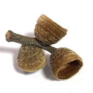 표본관찰 가을 열매 붉가시나무 도토리 갓 미술