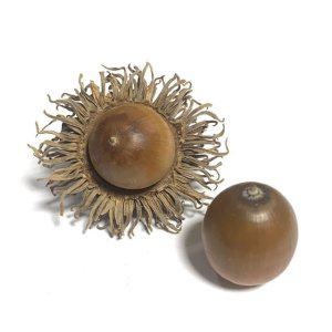 미술재료 도토리 가을 감성 표본관찰 열매 자연