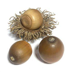 장식 미술재료 가을 자연물 갓 숲체험 교과서