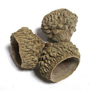 표본관찰 자연물 미술재료 갓 숲체험 가을 도토