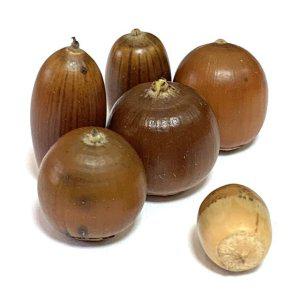 참나무 DIY 열매 미술재료 가을 감성 도토리