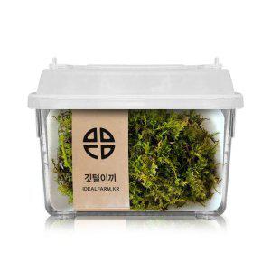 비바리움 음지생물 반려식물 팔루다리움 자연생태