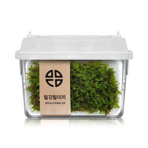 비바리움 생이끼 음지생물 자연생태관찰 팔루다리