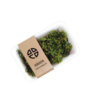 서리이끼 테라리움 생이끼 반려식물 음지생물 자