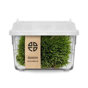 음지생물 쥐꼬리이끼 관찰세트 공기정화식물 비바