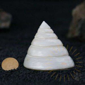 소라인기 수조은신처 소라 품 어항 소라구매 장