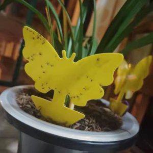 화분 초파리 제거 트랩 벌레 퇴치 끈끈이