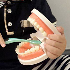 교육용 치아 모델 모형 이빨 교육도구 해부