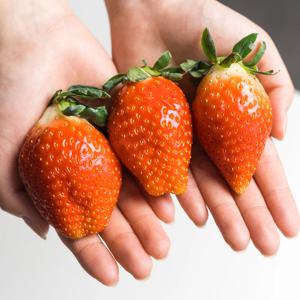 [한정특가 100박스] 딸기의 왕 킹스베리 논산 산지직송